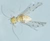 Ectopsocus petersi